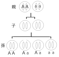 遺伝