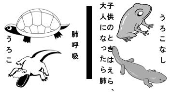 鳥類とハチュウ類