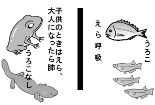 両生類と魚類