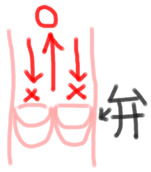 静脈弁