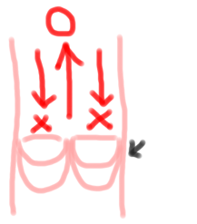 静脈弁