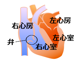 心臓