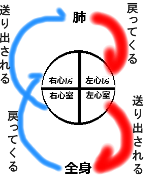 血液循環