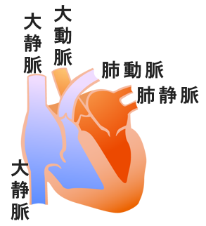 心臓