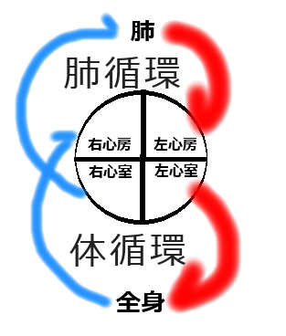 心臓