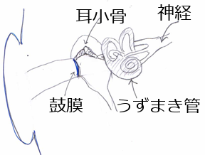 耳