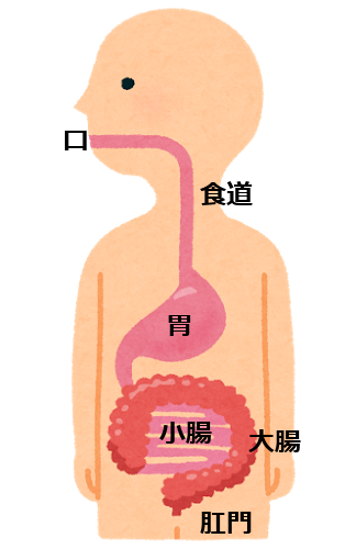 消化管